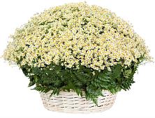 Цветочная композиция из Ромашки в корзине #REPLACE_PRED# Шарлык